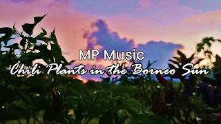 MP Music - Chili Plants in the Borneo Sun