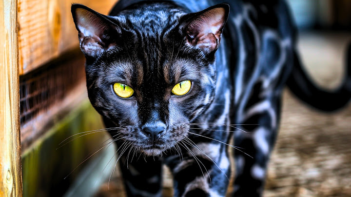 These Are the Most Beautiful Black Cats in the World