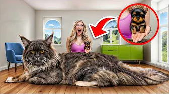 youtube recommendation