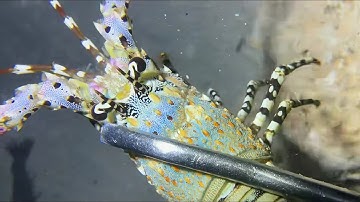 Diving under the sea to catch eels, crabs and sea cucumbers | Part 118