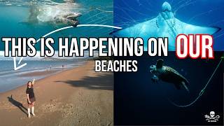 Why is Queensland still killing sharks in the name of 'Beach Safety'?