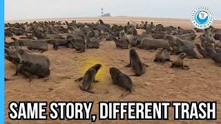 Not a Net, Not a Strap — But Just as Dangerous For Seals!