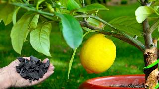 🍋 How to Choose the Best LEMON TREE to Grow It in a Pot