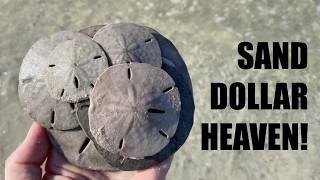 I found sand dollars everywhere! Fort Myers Beach has so many treasures!