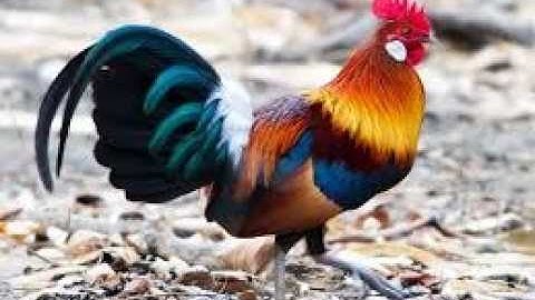 Những khoảnh khắc gà rừng trong tự nhiên / Hành trình bồ câu con 1 tháng tuổi