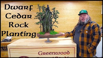 Dwarf Cedar "brevifolia" Rock Planting - Greenwood Bonsai