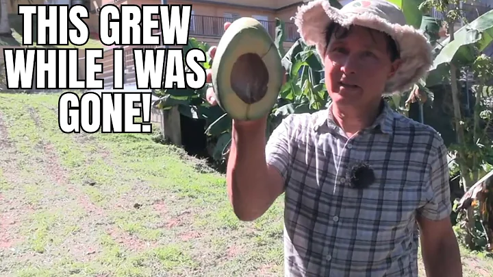 My 3-Acre Farm, 2 Years Later: From Raw Jungle to Future Food Forest