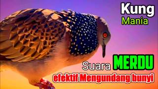 TEKUKUR GACOR suara merdu - HITUNGAN DETIK 💯% DIJAMIN NYAUT (PANCINGAN TEKUKUR no.1)