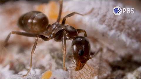 These Bugs Get Paid In Poop To Destroy Your Grapes | Deep Look