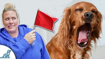 Stop Calling These 🚨 RED FLAGS 🚨  "Cute" Dog Behaviours