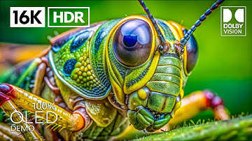 The Best Dolby Vision 16K HDR 120 fps (4K/8K Video TV)