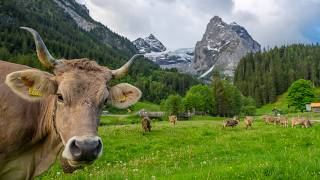 Summer in Switzerland - High season in the Bernese Oberland and Co.