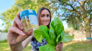I 'Peed' My Plants - Urine as a Fertilizer EXPERIMENT