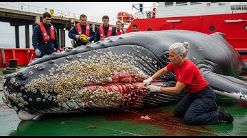 Cảm Động! Giải Cứu Cá Voi Lưng Gù Khổng Lồ Bị Hà Biển 