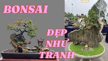 “Bonsai đẹp như tranh, nhưng không phải ai cũng làm được”#bonsai, nghệ thuật bonsai