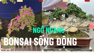 “Bạn sẽ ngỡ ngàng trước vẻ đẹp sống động của bonsai!”#, bonsai Việt Nam, chăm sóc bonsai