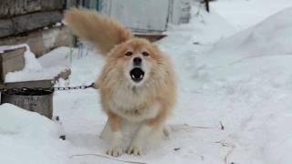 Suara Anjing Menggonggong lucu