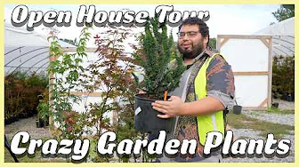MrMaple Labor Day Open House ReCap ~ Japanese Maples & Conifers