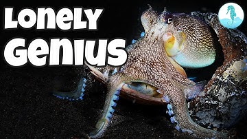 This Octopus Was Abandoned. Watch How It Survived.