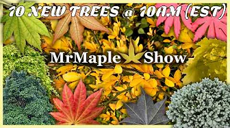 Japanese Maples That get you excited for Fall 10@10 | Oct. 16th 2025!