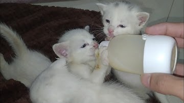 Orphan Kittens Lose Their Mother and Now Fully Depend on Bottle Feeding