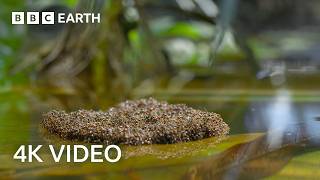 Fire Ants Build a Living Raft | A Perfect Planet | BBC Earth