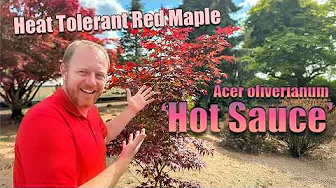 An Awesome Heat Tolerant Red Japanese Maple! Acer oliverianum 'Hot Sauce'!