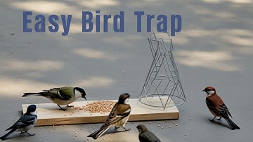 The ABSOLUTE BEST Bird Trap You Can Make at Home || Easy bird Trap that work 100% || Birds Trap Easy