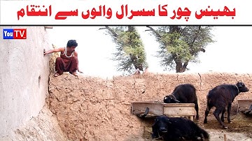 Number daar Bhains Chor Ka Susraal Intaqam New Funny Video |Most Comedy Funny Video | You Tv Hd 2025