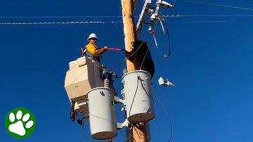 Hero Worker Saves Bear From Electrocution