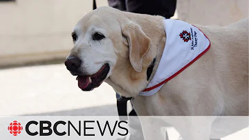 Meet Charlie, the 14-year-old therapy dog retiring