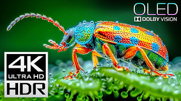 Best of Dolby Vision 4K HDR 120fps Video (8K/4K TV)