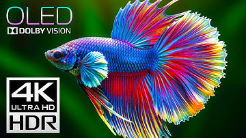 Best of Dolby Vision 4K HDR 120fps Video (8K/4K TV)