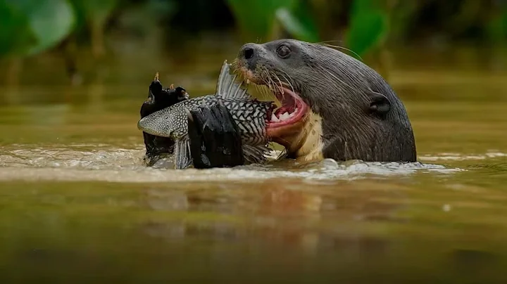 Inside the Amazon Rainforest – Nature’s Most Dangerous Paradise #viralvideo #views