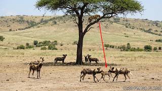 Leopard Trapped On A Branch As Wild Dogs Steal Her Cub Below