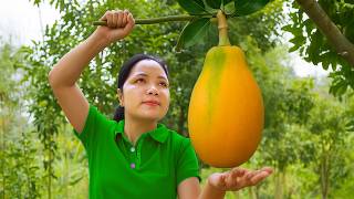 Harvesting 1000  Kg Small Papaya Squash Goes to Market Sell - Harvesting Mango | Ella New Life