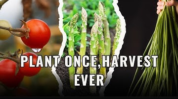 Plant één keer, oogst voor altijd met deze 9 vaste gewassen