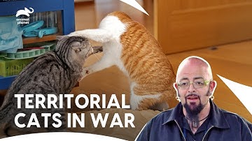 Will Jackson Fix These Broken Relations Between Cat & Owner?| My Cat From Hell S4 E14| Animal Planet