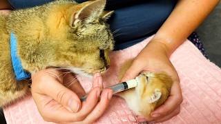 Feeding a foster kitten - having to fight for milk. Subtitles.