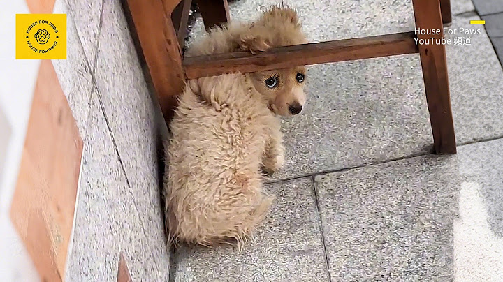 Stray Puppy Trembling Under Chair, Afraid to Go Out After Adoption—Fear of Homelessness Again