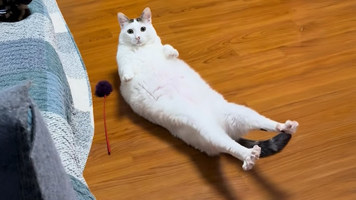 Cats Get Way Too Dramatic 😂 Best Funny Cat Videos 2025