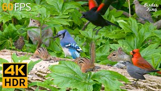 Cat TV for Cats to Watch 😺 Pleasing Birds, Chipmunks, Squirrels in the Forest 🐿 Cat Games 4K HDR