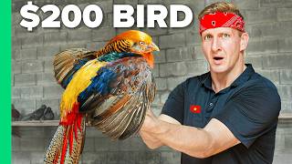 I Ate a $200 Bird in Vietnam!!