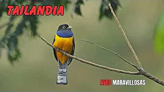 TAILANDIA: AVES Maravillosas y ESPECTACULARES | Episodio 1 | Las AVES Más LINDAS De TAILANDIA