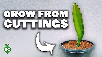 How to Take Dragonfruit Cuttings ✂️🐉