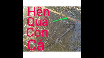 Thăm Lờ Cá Tập 9: Hôm Nay Đi Thăm Luồn Lờ 37 Cái Và Cái Kết!