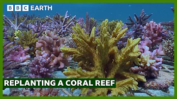 Replanting A Coral Reef | South Pacific | BBC Earth