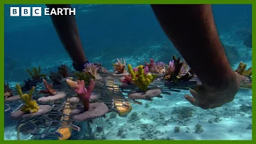 Replanting A Coral Reef | South Pacific | BBC Earth