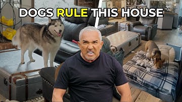 How to Reclaim Your Space and Control the Pack | Better Human Better Dog | S02E09