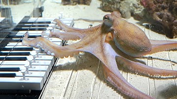 I taught an octopus piano (It took 6 months)